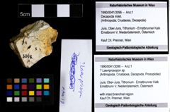 Foto (Objekt + Etiketten) von ? Laeviprosopon sp. 